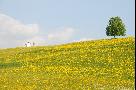 gal/Outdoor/_thb_DSC_5352.JPG